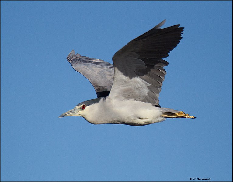 _5SB5718 black-crowned night-heron.jpg